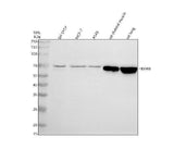 Anti-FBXW8 Antibody Picoband® Boster Bio