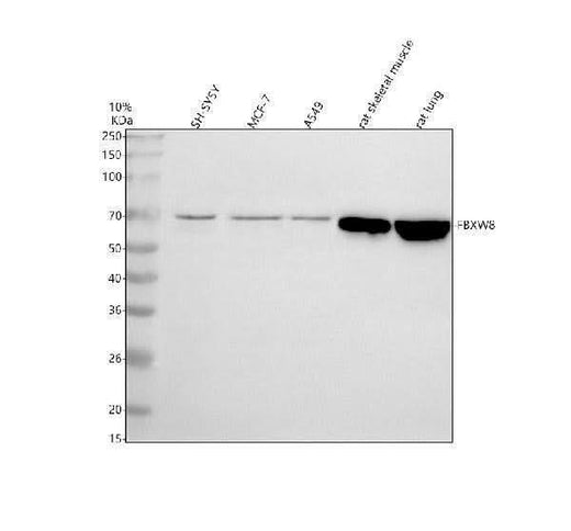 Anti-FBXW8 Antibody Picoband® Boster Bio