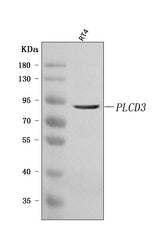 Anti-PLCD3 Antibody Picoband® Boster Bio