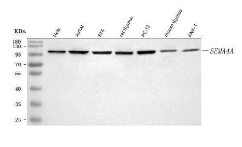 Anti-SEMA4A Antibody Picoband® Boster Bio