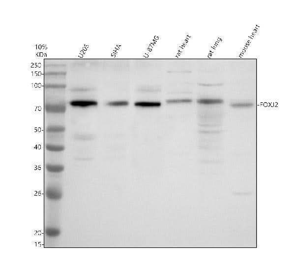 Anti-FOXJ2 Antibody Picoband® Boster Bio