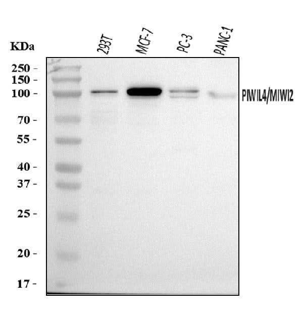 Anti-PIWIL4/PIWI Antibody Picoband® Boster Bio