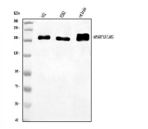 Anti-LARG/ARHGEF12 Antibody Picoband® Boster Bio
