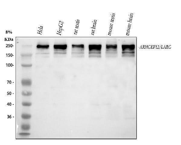 Anti-LARG/ARHGEF12 Antibody Picoband® Boster Bio