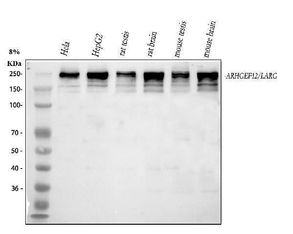 Anti-LARG/ARHGEF12 Antibody Picoband® Boster Bio