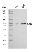 Anti-GAS1 Antibody Picoband® Boster Bio