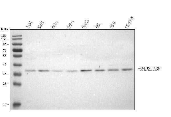 Anti-MAD2L1BP Antibody Picoband® Boster Bio