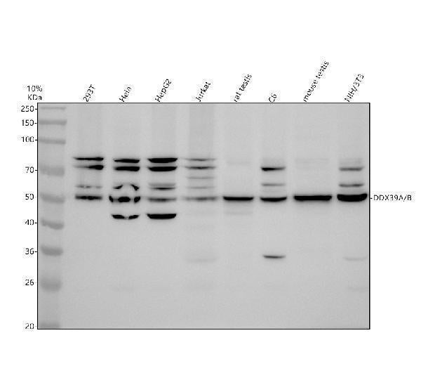 Anti-DDX39A/B Antibody Picoband® Boster Bio