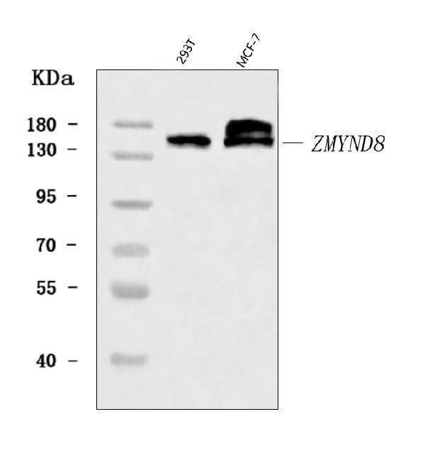 Anti-ZMYND8 Antibody Picoband® Boster Bio