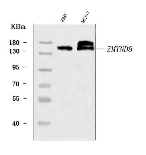 Anti-ZMYND8 Antibody Picoband® Boster Bio