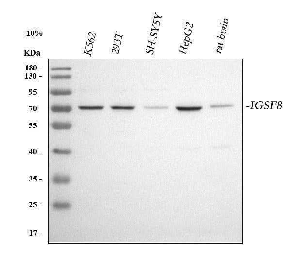Anti-CD316/IGSF8 Antibody Picoband® Boster Bio