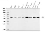 Anti-ENO3 Antibody Picoband® Boster Bio