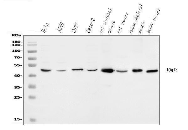 Anti-ENO3 Antibody Picoband® Boster Bio