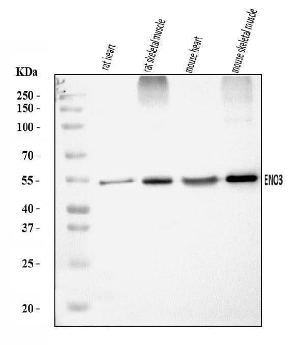 Anti-ENO3 Antibody Picoband® Boster Bio