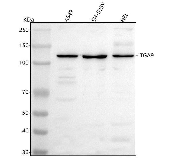 Anti-Integrin alpha-9/ITGA9 Antibody Picoband® Boster Bio
