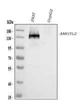 Anti-AMOTL2 Antibody Picoband® Boster Bio