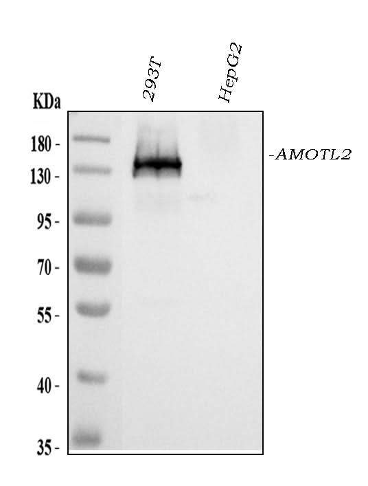 Anti-AMOTL2 Antibody Picoband® Boster Bio