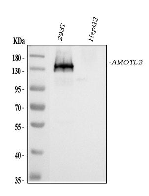 Anti-AMOTL2 Antibody Picoband® Boster Bio