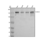 Anti-POM121 Antibody Picoband® Boster Bio