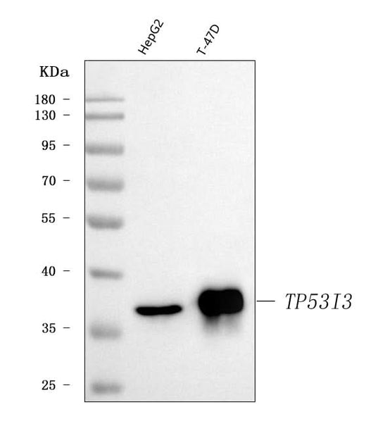 Anti-PIG3/TP53I3 Antibody Picoband® Boster Bio