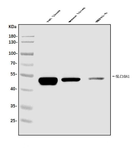 Anti-SLC10A1/NTCP1 Antibody Picoband® Boster Bio