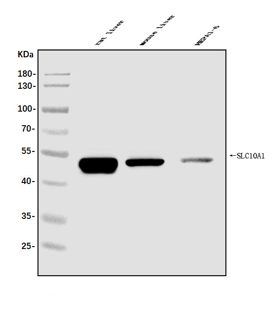 Anti-SLC10A1/NTCP1 Antibody Picoband® Boster Bio