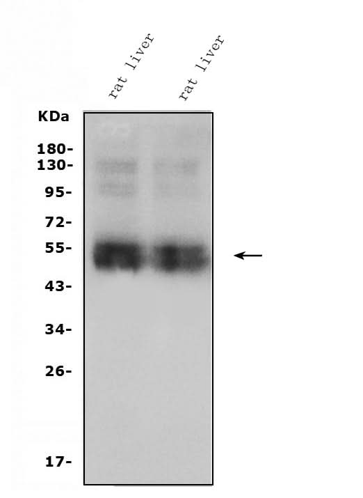 Anti-SLC10A1/NTCP1 Antibody Picoband® Boster Bio