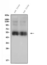 Anti-SLC10A1/NTCP1 Antibody Picoband® Boster Bio