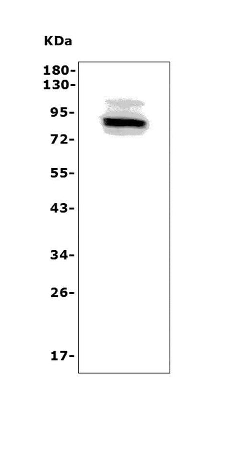 Anti-Adam28 Antibody Picoband® Boster Bio