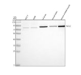 Anti-PADI2 Antibody Picoband® Boster Bio
