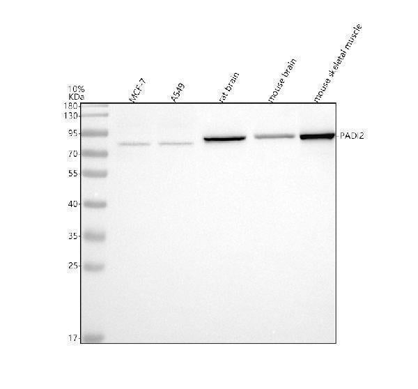 Anti-PADI2 Antibody Picoband® Boster Bio