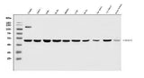 Anti-MIEF1 Antibody Picoband® Boster Bio