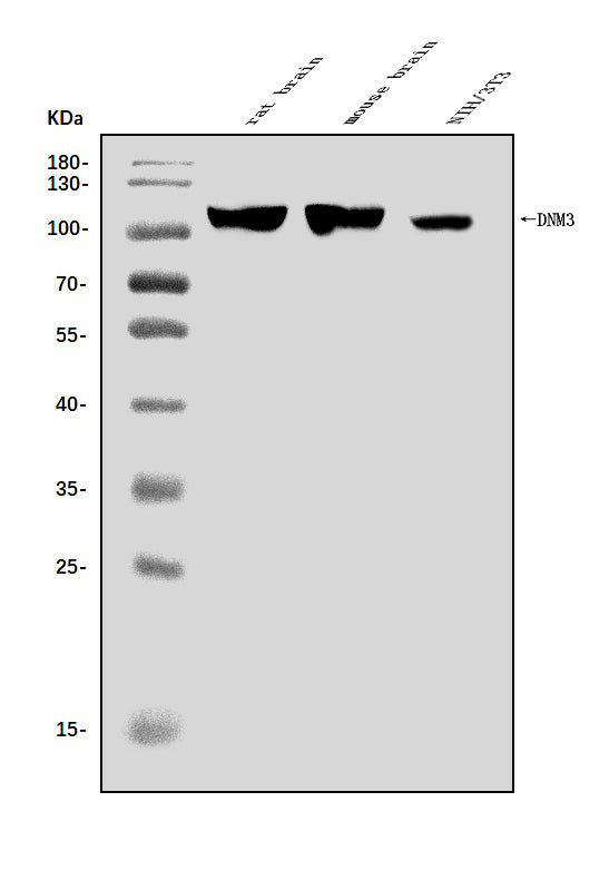 Anti-Dynamin 3/DNM3 Antibody Picoband® Boster Bio