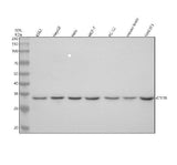Anti-GTF2B Antibody Picoband® Boster Bio
