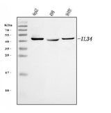 Anti-IL34 Antibody Picoband® Boster Bio