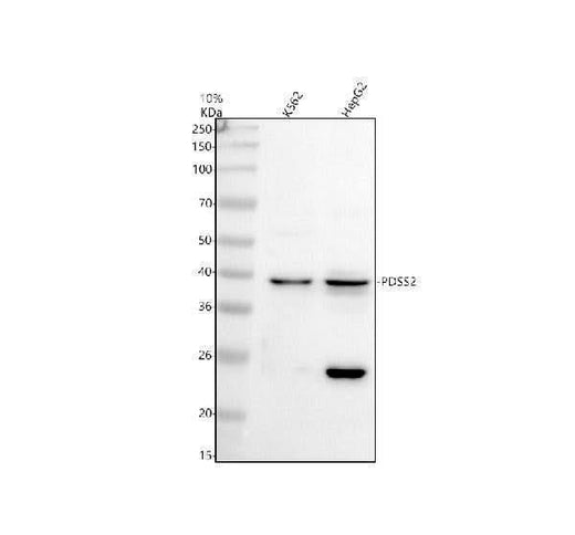 Anti-PDSS2 Antibody Picoband® Boster Bio