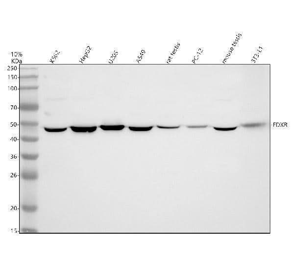 Anti-FDXR Antibody Picoband® Boster Bio