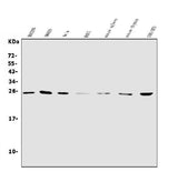 Anti-NT-4/NTF4 Antibody Picoband® Boster Bio