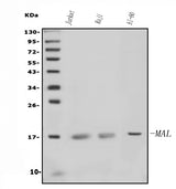 Anti-MAL Antibody Picoband® Boster Bio
