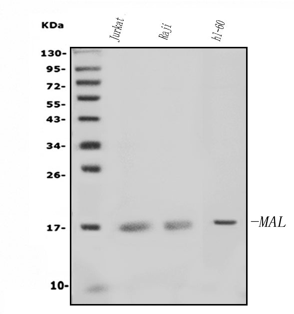 Anti-MAL Antibody Picoband® Boster Bio