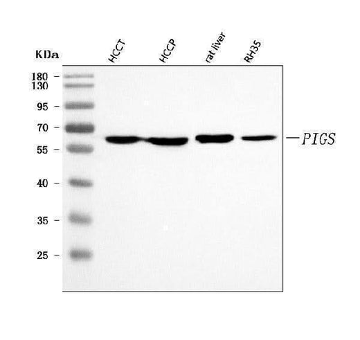 Anti-PIGS Antibody Picoband® Boster Bio