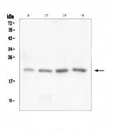 Anti-TAF12 Antibody Picoband® Boster Bio