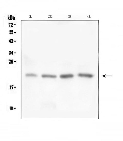 Anti-TAF12 Antibody Picoband® Boster Bio