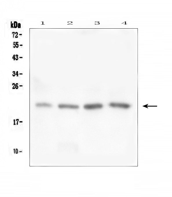 Anti-TAF12 Antibody Picoband® Boster Bio
