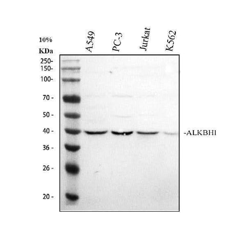 Anti-ALKBH1 Antibody Picoband® Boster Bio