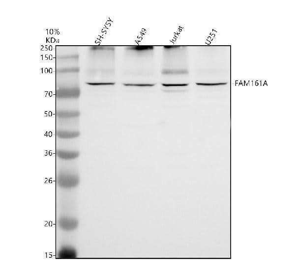 Anti-FAM161A Antibody Picoband® Boster Bio