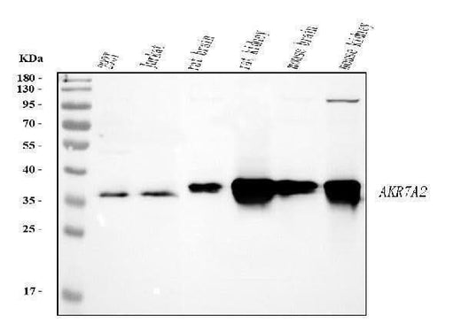 Anti-AKR7A2 Picoband® Antibody Boster Bio
