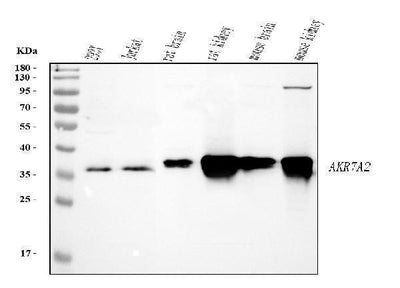 Anti-AKR7A2 Picoband® Antibody Boster Bio