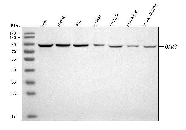 Anti-QARS1 Antibody Picoband® Boster Bio
