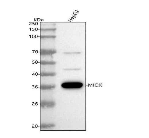 Anti-MIOX Antibody Picoband® Boster Bio